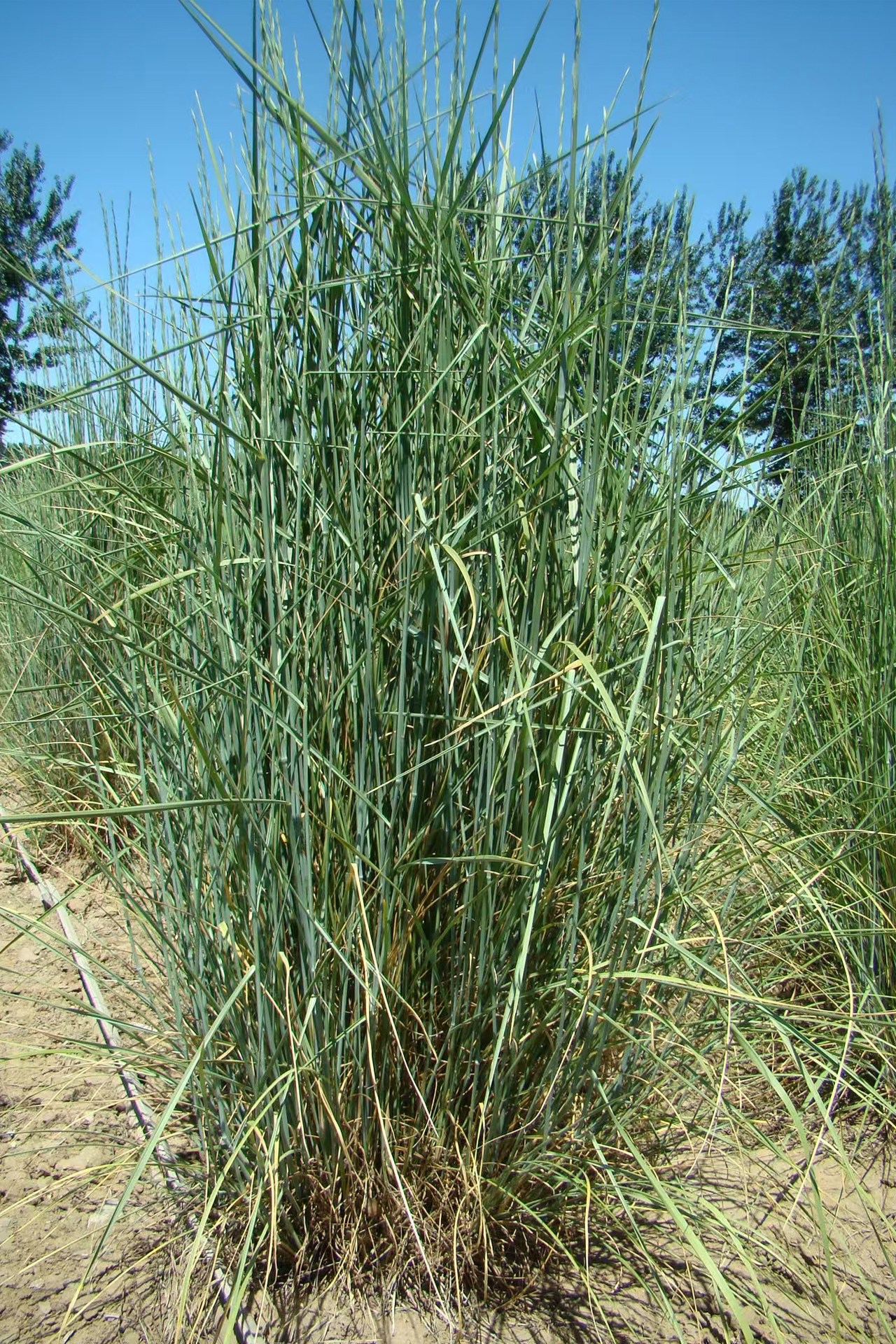 Thinopyrum elongatum